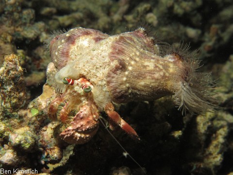 Dardanus pedunculatus, Anemonen-Einsiedlerkrebs