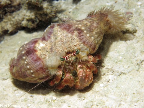 Dardanus pedunculatus, Anemonen-Einsiedlerkrebs