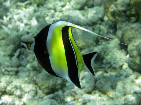Zanclus cornutus, Halfterfisch