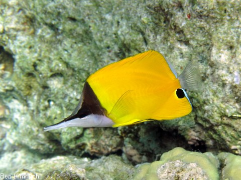 Forcipiger longirostris, Langmaul-Pinzettfisch