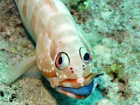 Epinephelus fasciatus, Baskenm tzen-Zackenbarsch