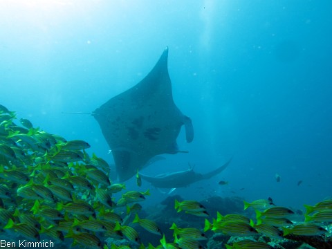 Manta birostris, Mantarochen