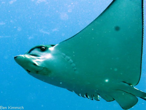 Aetobatus narinari, Adlerrochen
