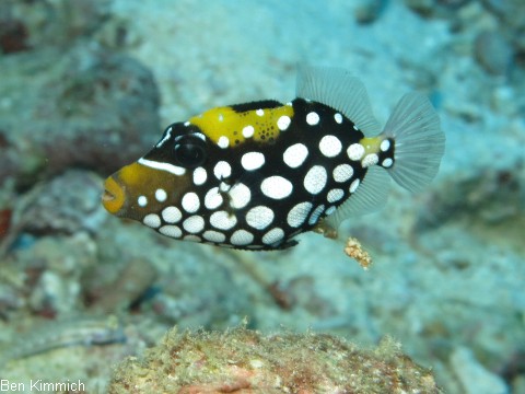 Balistoides conspicillum, Leopardendrcker