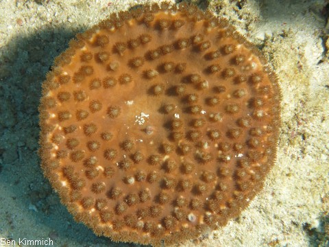 Turbinaria peltata, Kelchkoralle