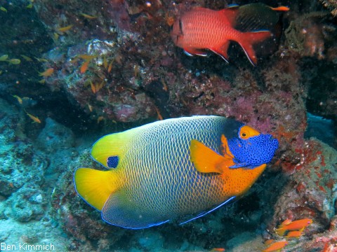 Pomacanthus xanthometopon, Blaukopf - Kaiserfisch