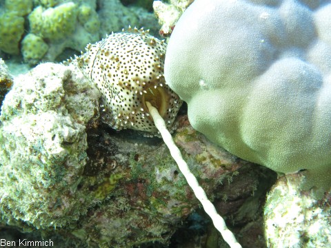 Pearsonothuria graeffei, Graeffels Seekurke - Strichel Seegurke