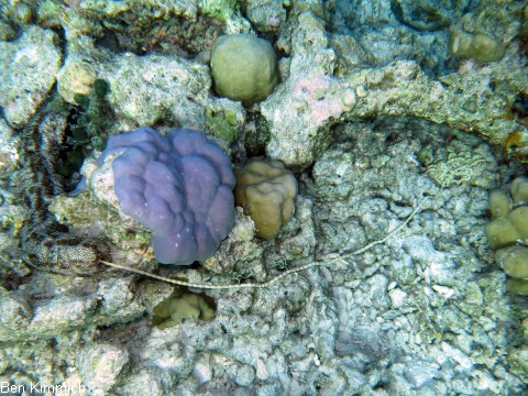 Pearsonothuria graeffei, Graeffels Seekurke - Strichel Seegurke