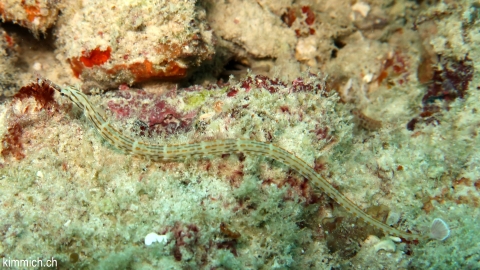 Corythoichthys sp 9, Malediven Seenadel