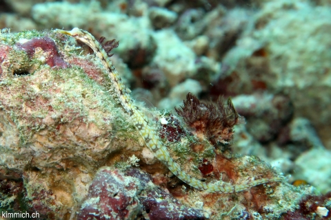 Corythoichthys sp 9, Malediven Seenadel