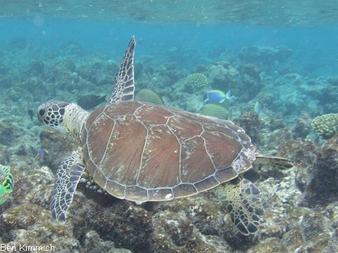 Schildkrten