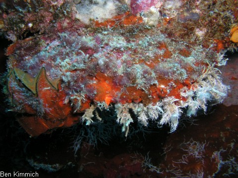 Lopha cristagalli, Hahnenkammauster