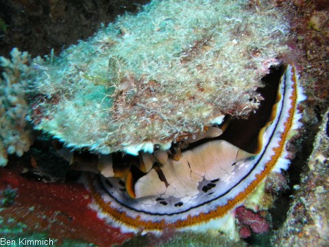 Spondylus varius, Stachelauster