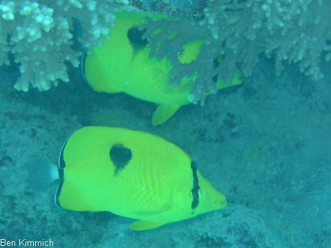 Chaetodon zanzibarensis, Sansibar-Falterfisch