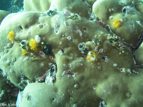 Porites mit Rhrenwrmern