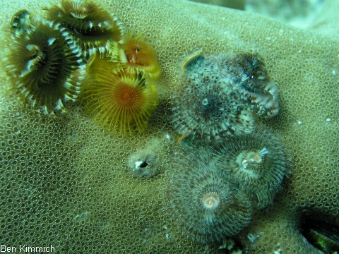 Porites mit Rhrenwrmern