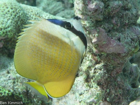 Chaetodon kleinii, Klein`s Falterfisch
