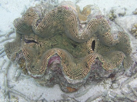 Tridacna, Riesenmuschel