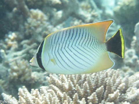 Chaetodon trifascialis, Sparren-Falterfisch