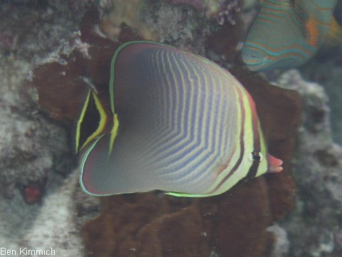 Chaetodon triangulum, Indik-Baroness-Falterfisch