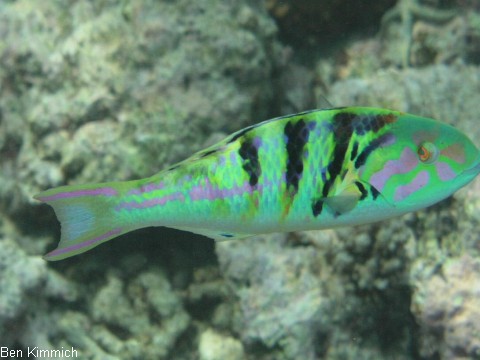 Thalassoma hardwicke, Hardwicks Lippfisch