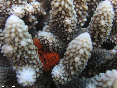 Acropora mit Rhrenwrmern