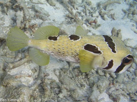 Diodon liturosus, Masken-Igelfisch