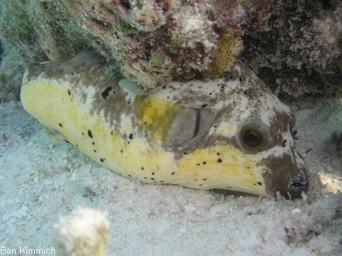 Arothron nigropunctatus, Schwarzflecken Kugelfisch