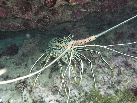 Panulirus versicolor, Blaue Schmucklanguste