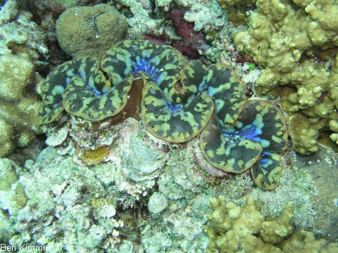 Tridacna, Riesenmuschel