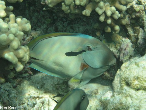 Acanthurus nigricauda, Achselklappen-Doktorfisch