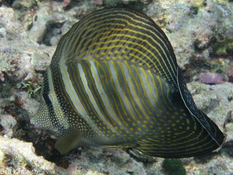 Zebrasoma desjardinii, Indischer Segelflossendoktor