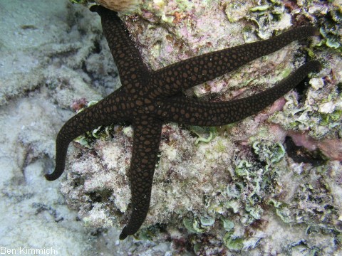 Nardoa sp., Seestern
