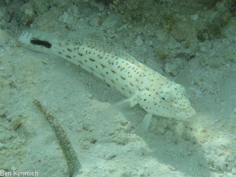 Parapercis hexophthalma, Schwanzfleck-Sandbarsch