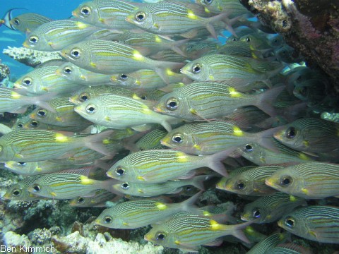 Gnathodentex aurolineatus, Leuchtfleck-Groaugen-Straenkehrer
