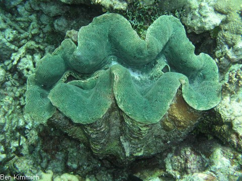 Tridacna, Riesenmuschel