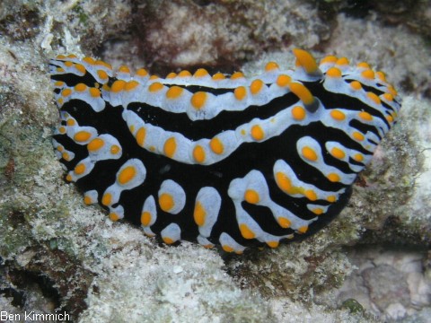 Phyllidia varicosa, Warzenschnecke
