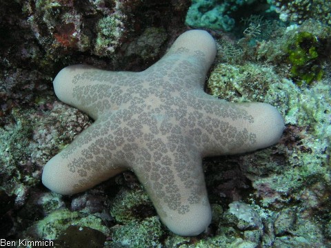Choriaster granulatus, Walzenstern