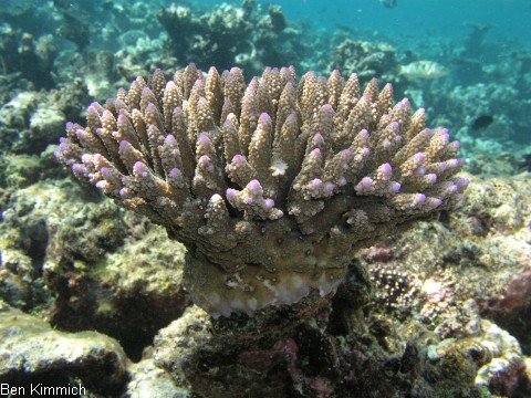 Steinkorallen SPS