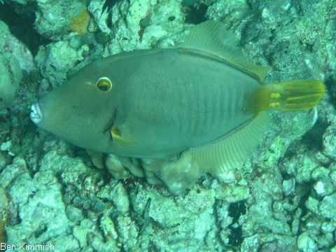 Cantherhines dumerilii, Gelbschwanz-Feilenfisch