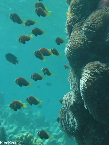 Amphiprion nigripes, Malediven - Anemonenfisch