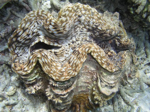 Tridacna, Riesenmuschel