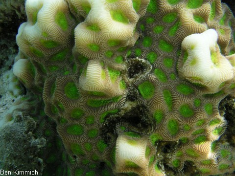 Favites complanata, Gropolypige Steinkoralle