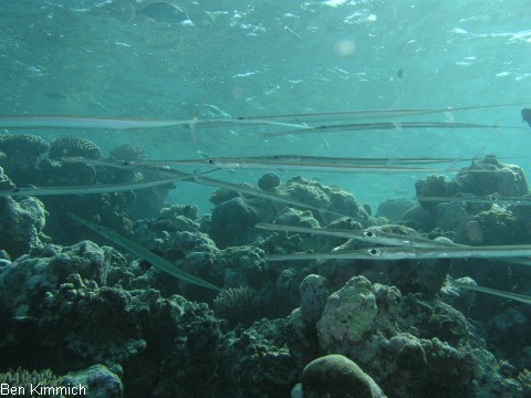 Fistularia commersonii, Weicher Fltenfisch