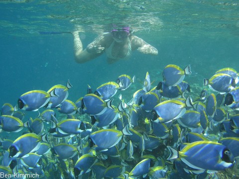 Acanthurus leucosternon, Pazifik Wei kehldoktor
