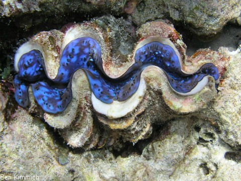 Tridacna, Riesenmuschel