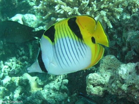 Chaetodon falcula, Indischer Doppelsattel-Falterfisch