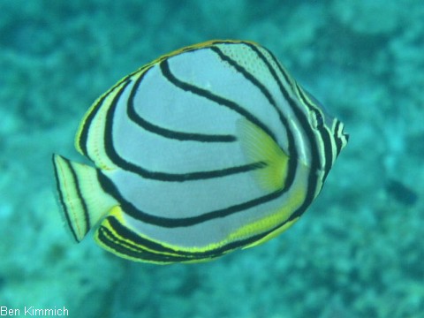 Chaetodon meyeri, Geb nderter Falterfisch