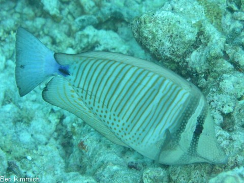 Zebrasoma desjardinii, Indischer Segelflossendoktor