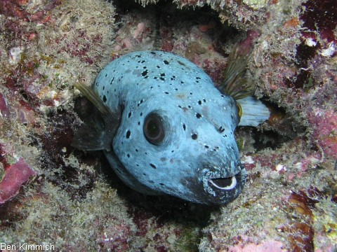 Arothron nigropunctatus, Schwarzflecken Kugelfisch